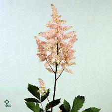 Astilbe europa