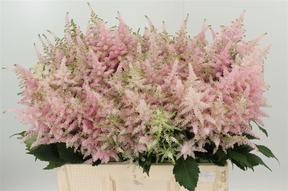 Astilbe europa