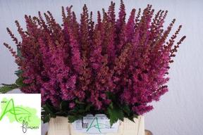 Astilbe maggie daley