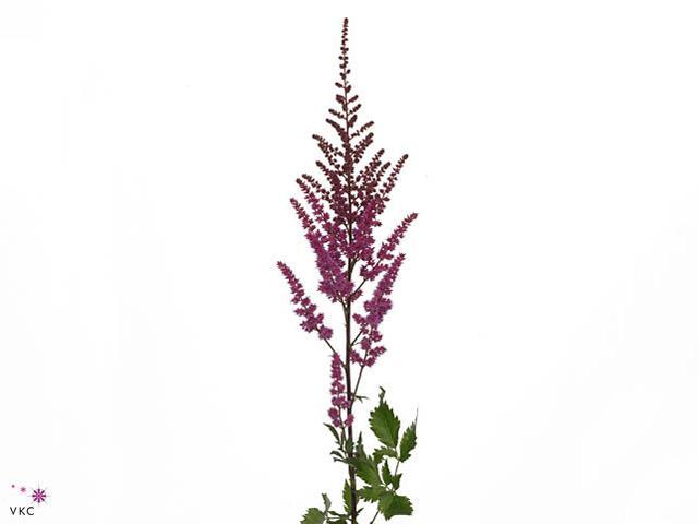 Astilbe maggie daley