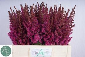 Astilbe maggie daley