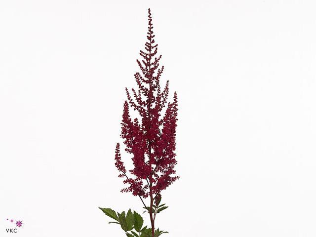 Astilbe paul gaarder