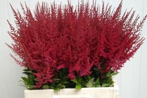 Astilbe paul gaarder