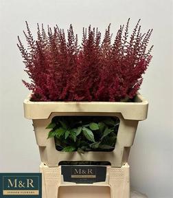 Astilbe paul gaarder