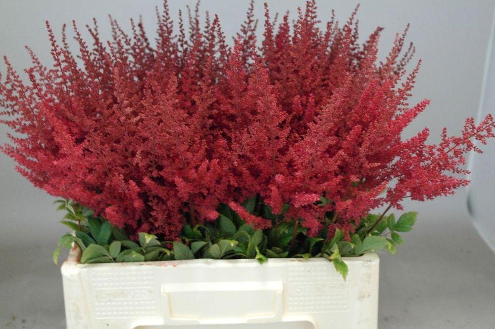 Astilbe paul gaarder