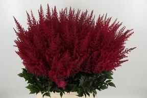 Astilbe paul gaarder