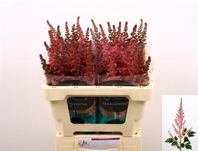 Astilbe vision in pink