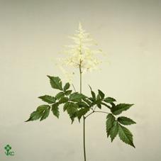 Astilbe washington