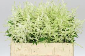 Astilbe washington