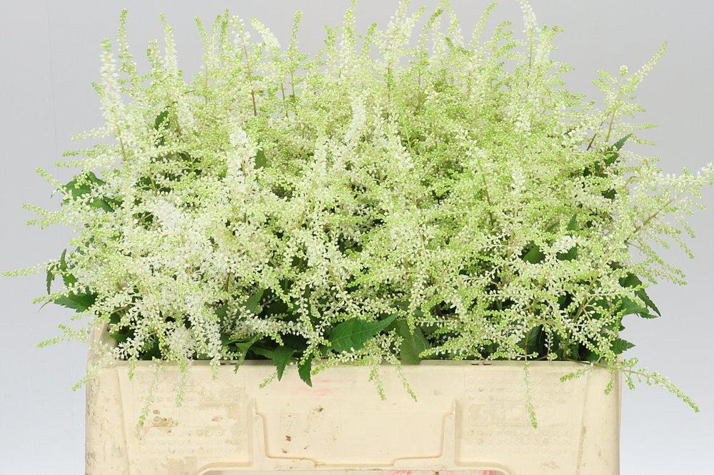 Astilbe washington