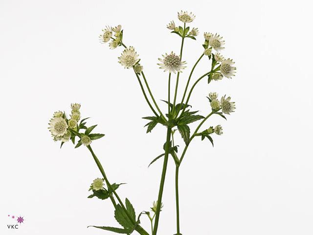 Astrantia million stars