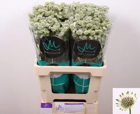 Astrantia million stars