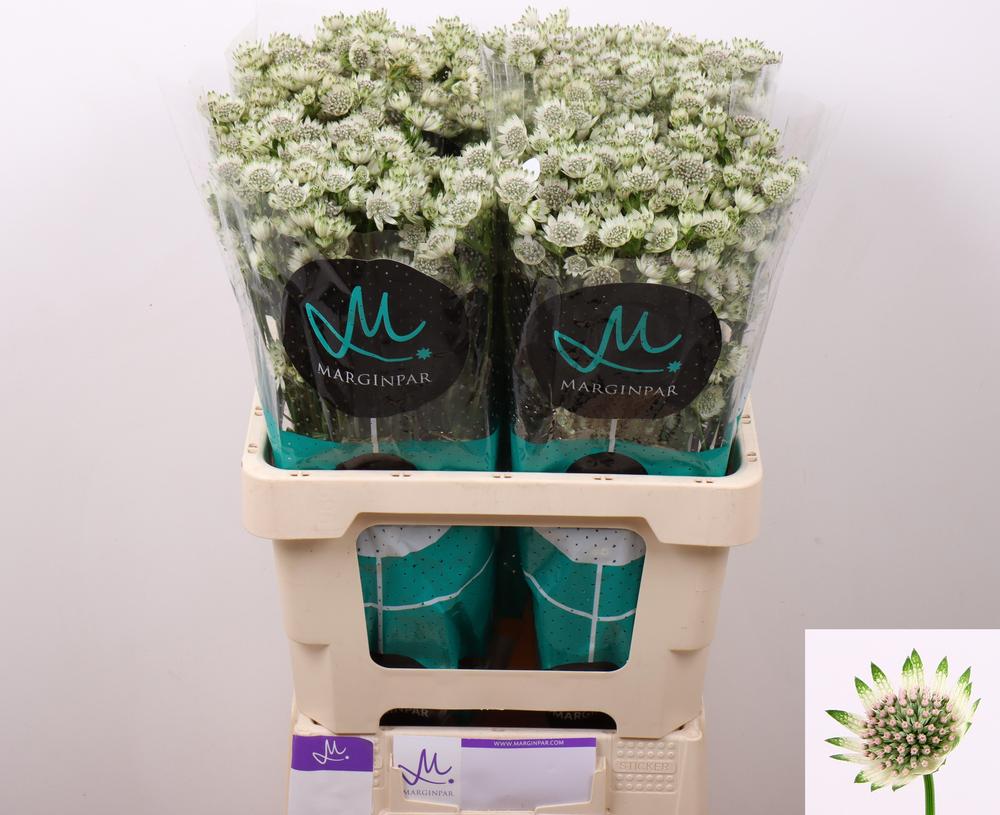 Astrantia million stars