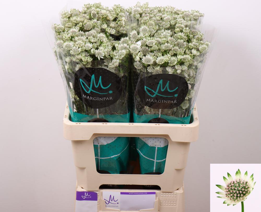 Astrantia million stars