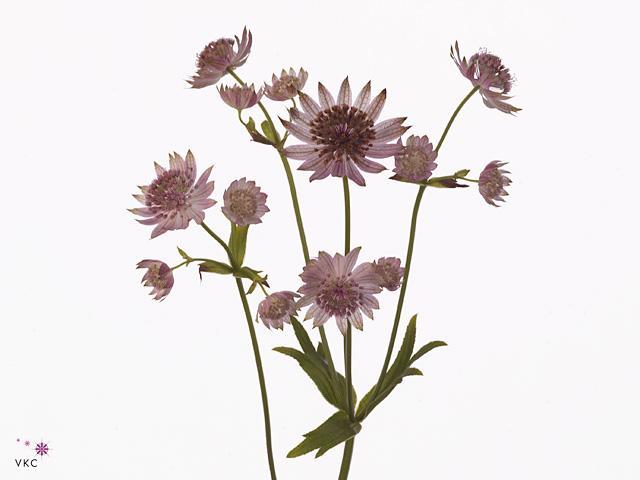 Astrantia pink sensation