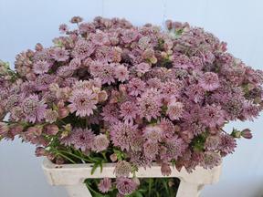 Astrantia pink sensation
