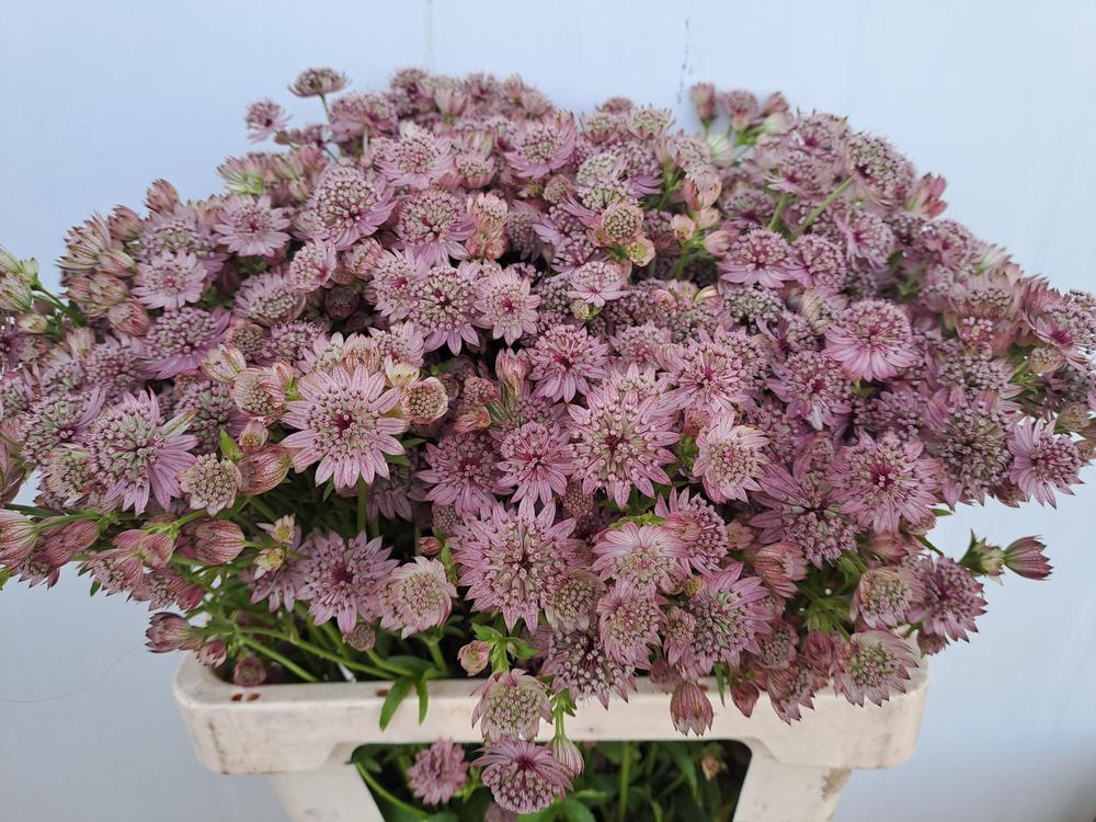 Astrantia pink sensation