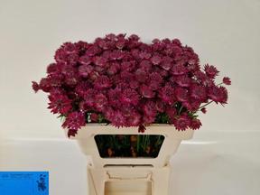 Astrantia red joyce