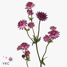 Astrantia red joyce