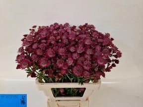 Astrantia red joyce
