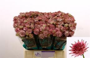 Astrantia roma