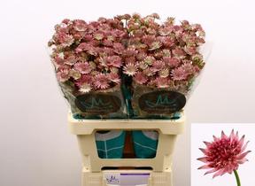 Astrantia roma