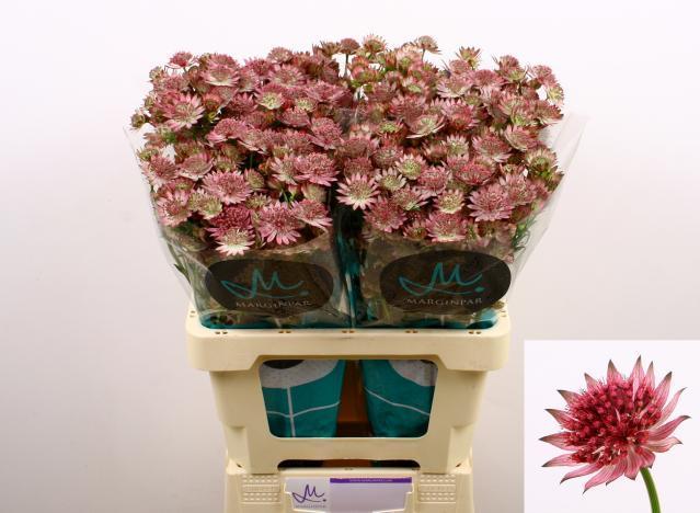 Astrantia roma