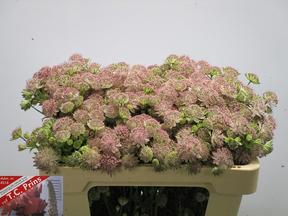 Astrantia rosalee