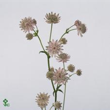 Astrantia rosalee