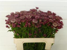 Astrantia rosalee