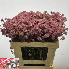 Astrantia rosita