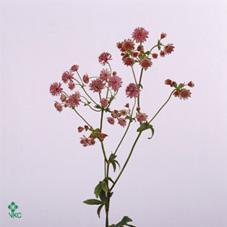 Astrantia rosita