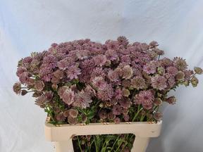 Astrantia rosita