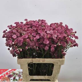 Astrantia rosita