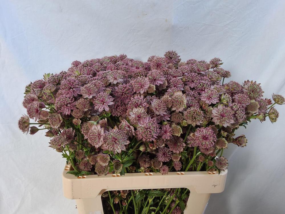 Astrantia rosita