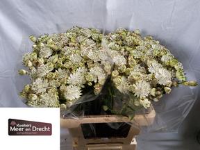Astrantia shaggy
