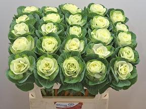 Brassica white crane