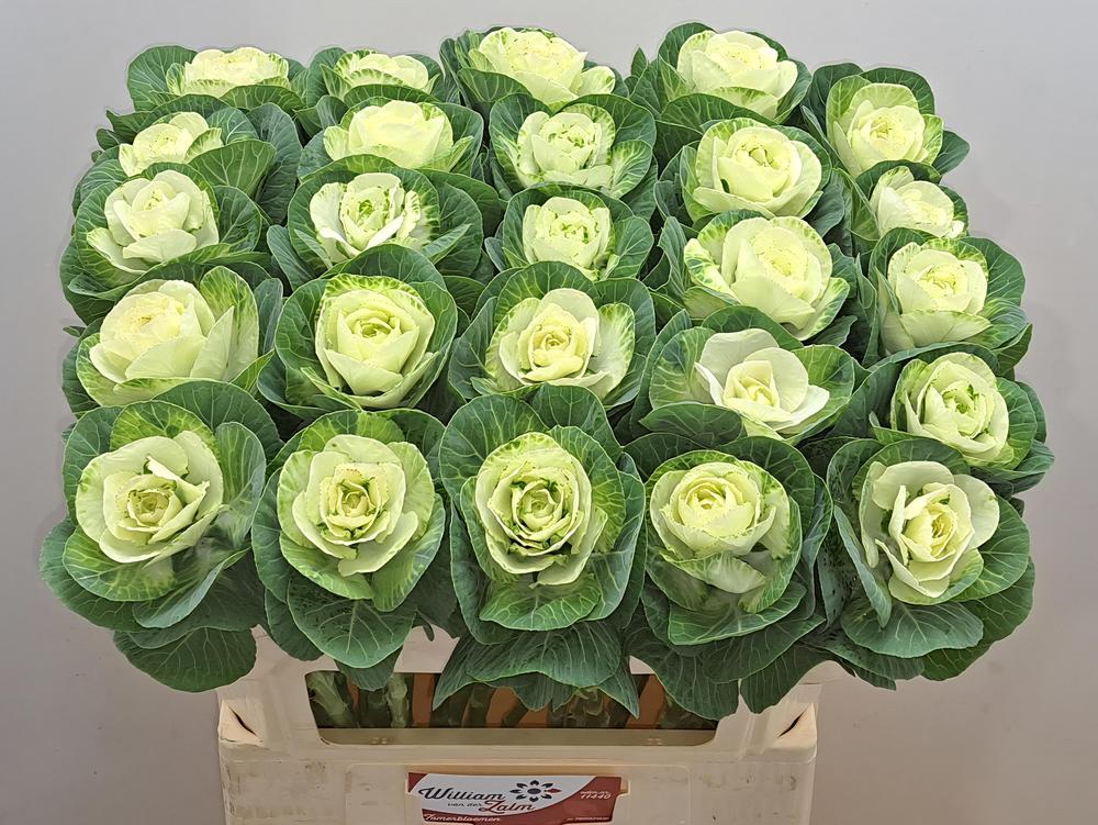 Brassica white crane