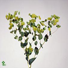 Bupleurum griffithii