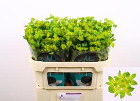 Bupleurum griffithii