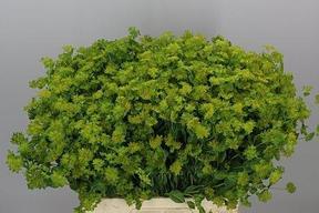 Bupleurum griffithii