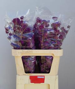 Callicarpa bod profusion