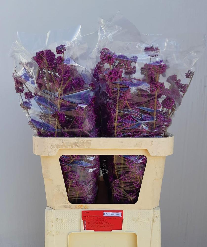 Callicarpa bod profusion