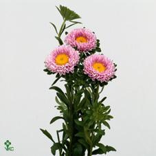 Callistephus mats pink