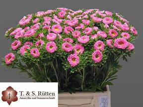 Callistephus mats pink