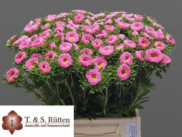 Callistephus mats pink