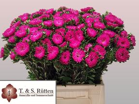 Callistephus mats pink