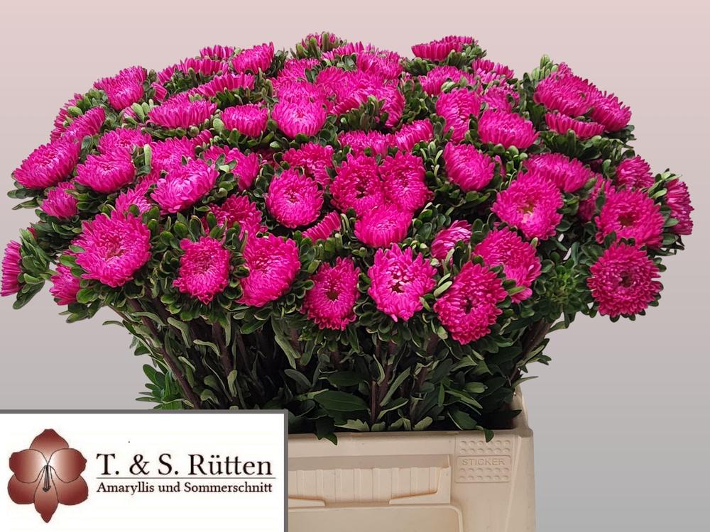 Callistephus mats pink