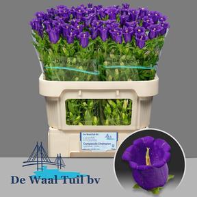Campanula medium champion blue
