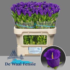 Campanula medium champion blue